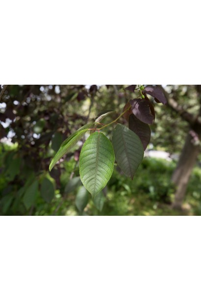 Черемха Канада Ред з червоним листям, що змінюється з сезоном.